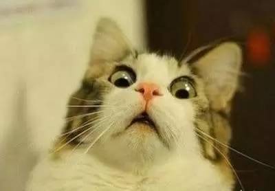 惊讶的猫